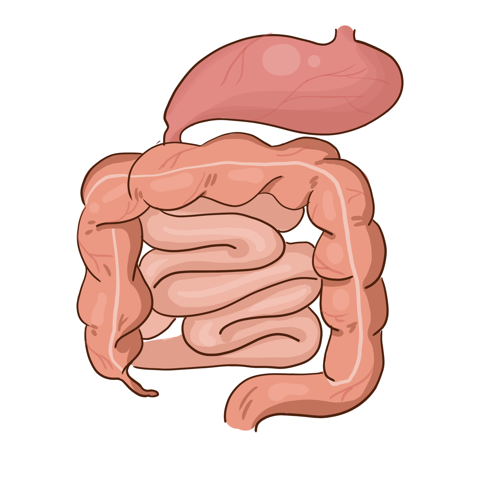 —Pngtree—human organ intestine illustration_5456036.png