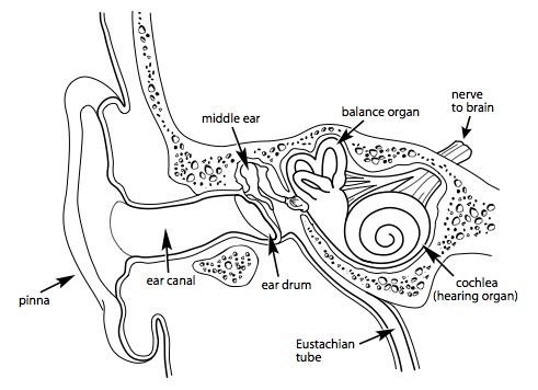 drawing showing the various parts of the outer ear, middle ear, and inner ear