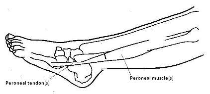 Diagram of the lower leg showing the peroneal tendons and peroneal muscle