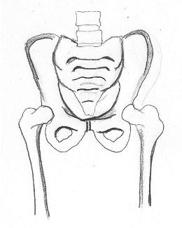 Drawing of a pelvis