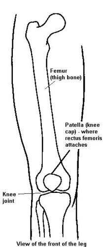 Diagram of leg bones from the front, showing femur, patella and knee joint