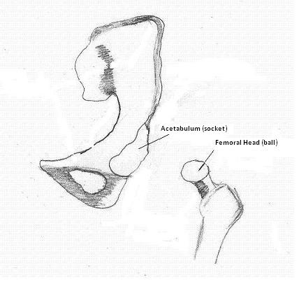 Drawing of an acetabulum and femoral head