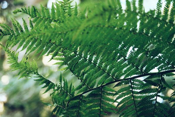 Green ferns on a sunny day