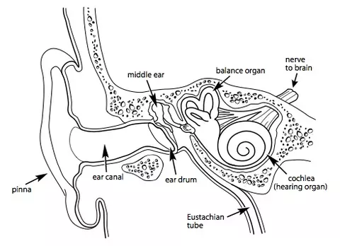 the diagram of the year