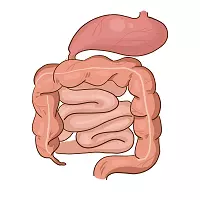 Illustration of gastrointestinal tract