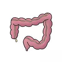 Illustration of large intestine