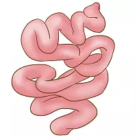 Illustration of small intestine